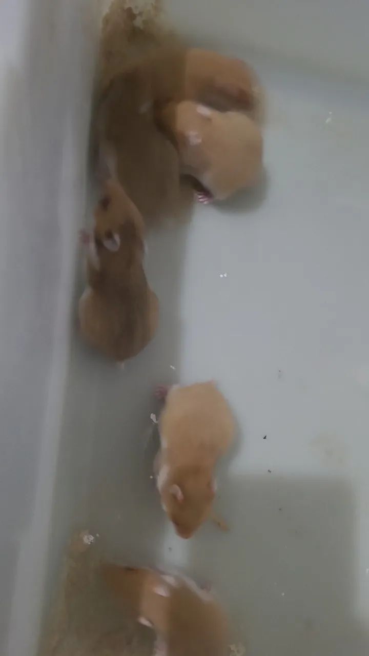 Hamster sirio - Foto 3
