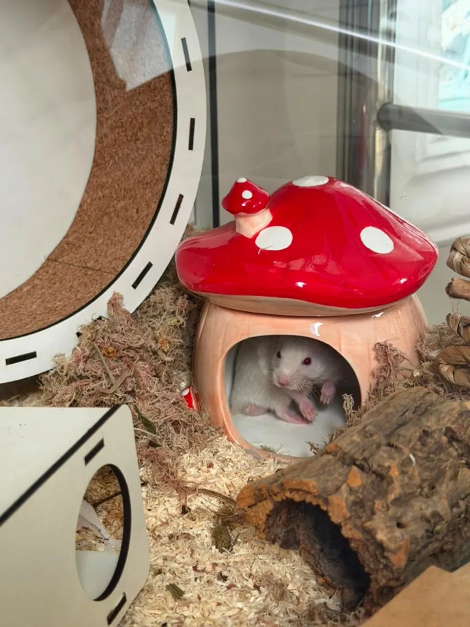 Hamster Sírio