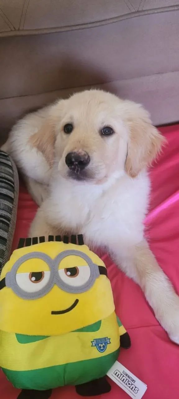 Pet ? - Foto 2