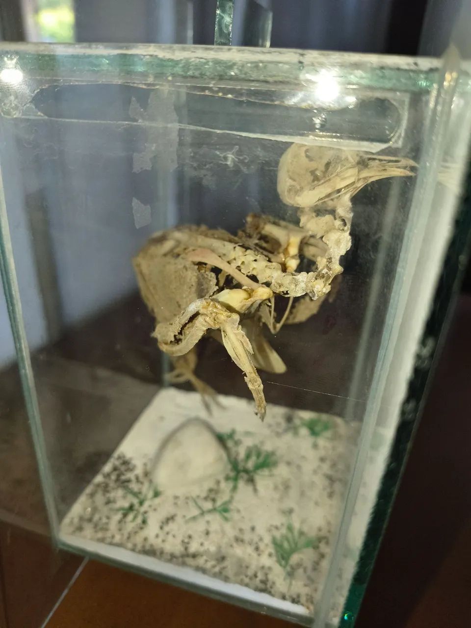 Vendo esqueleto de pássaro colecionador 