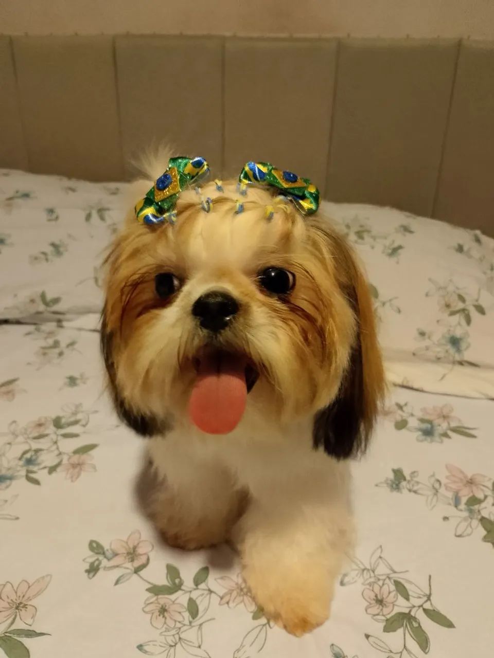 Cachorra Na Raça Shitzu  - Foto 3