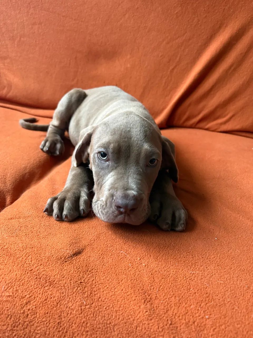 Filhote American Bully Macho