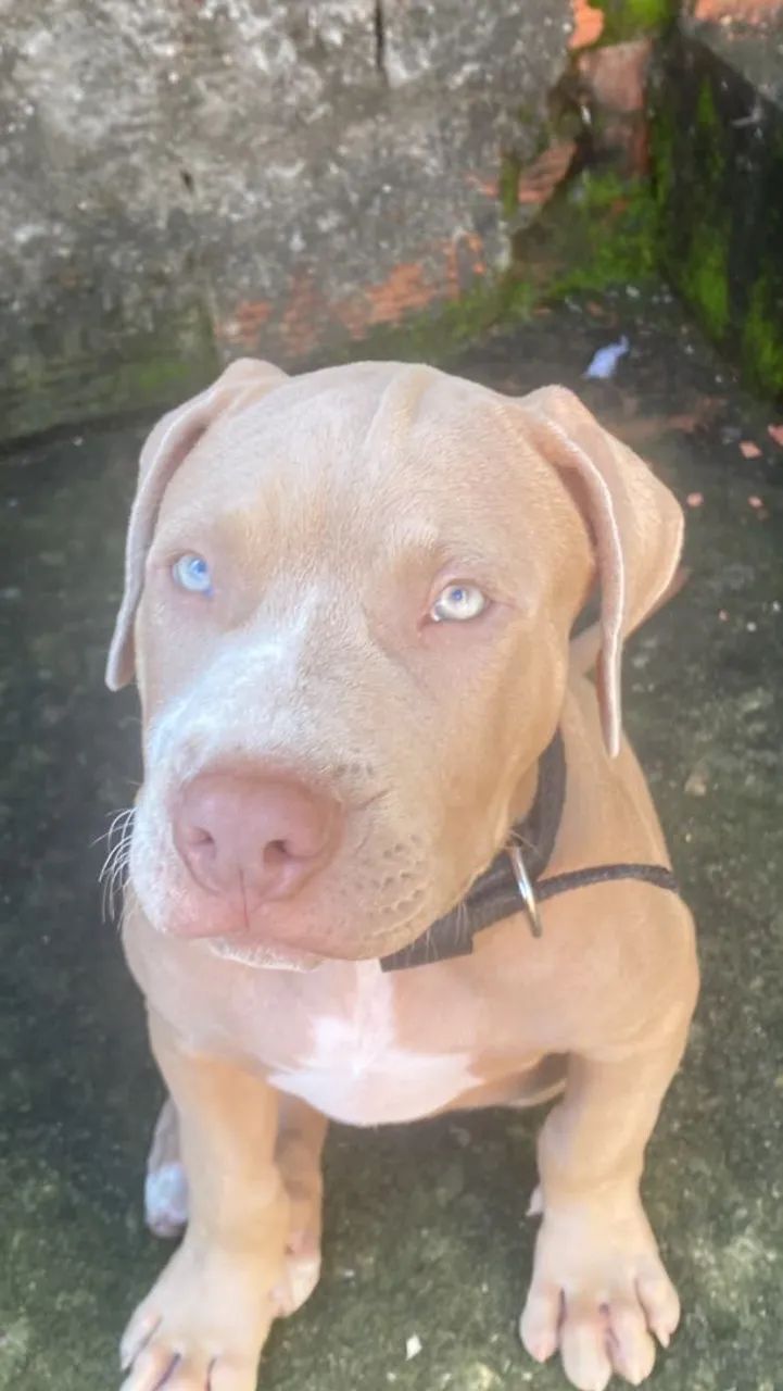 Cachorro 