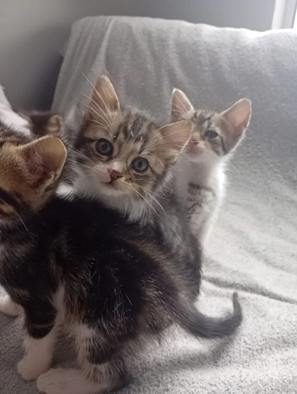 Gatinhos para adoção  - Foto 3
