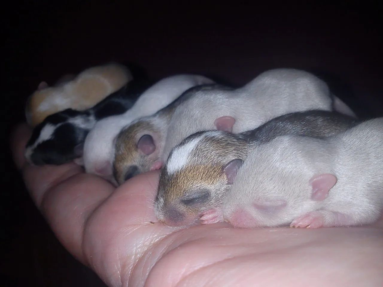 Vendo Filhotes de Gerbil ( Esquilo da Mongolia) - Foto 4