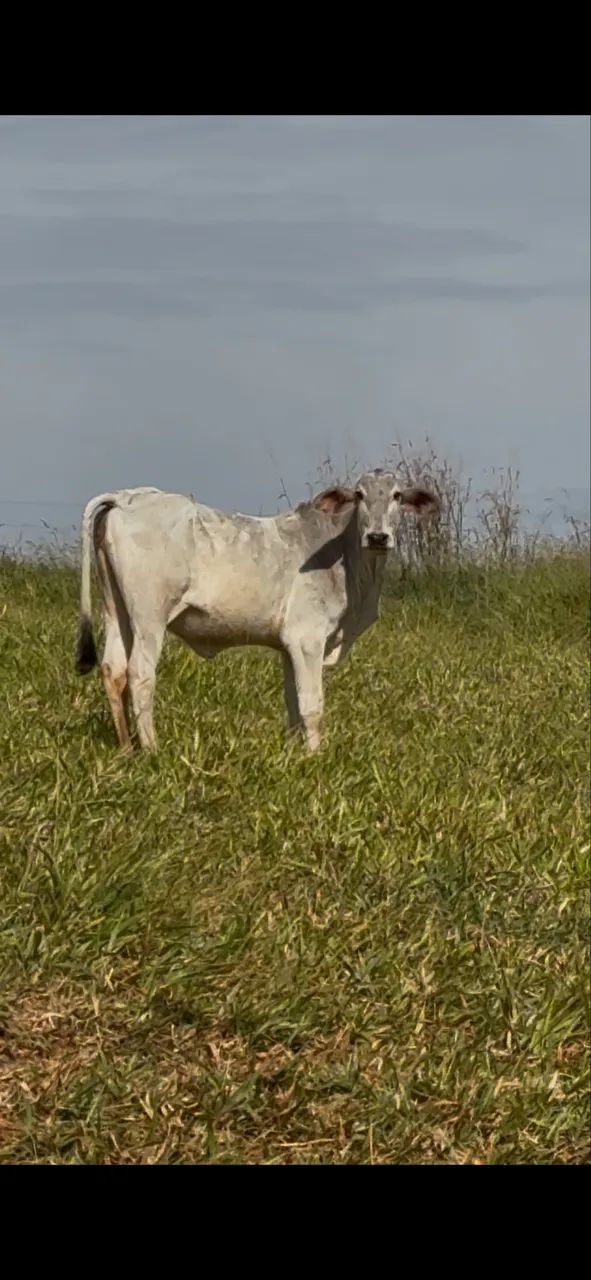 Bezerra Nelore  - Foto 2