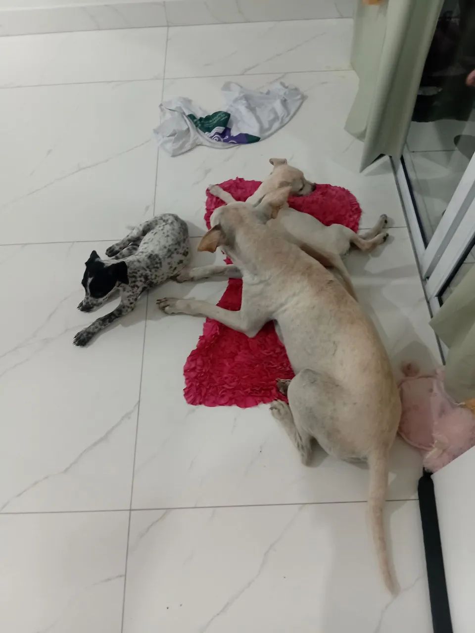 Filhotes de cachorros para adoção.  - Foto 2