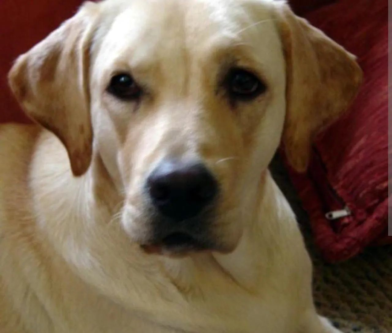 ULTIMOS 2 / Pai Pitbull com labrador/ mãe labradora  - Foto 3