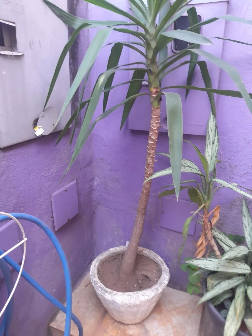 Vasos com plantas  - Foto 3