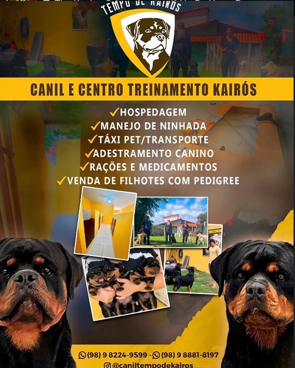 Adestramento de Cães Hospedagem  - Foto 2