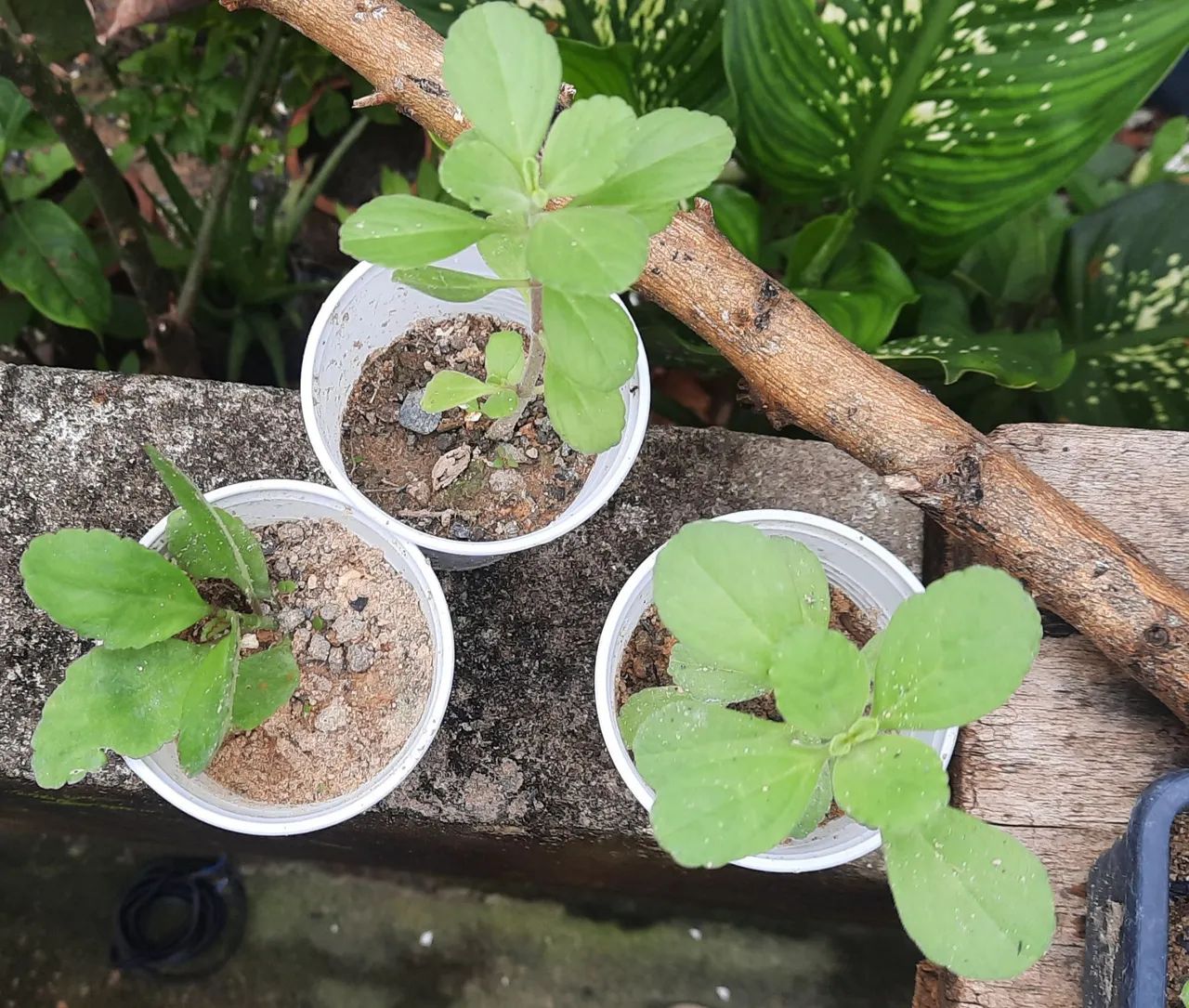 Plantas - Foto 5