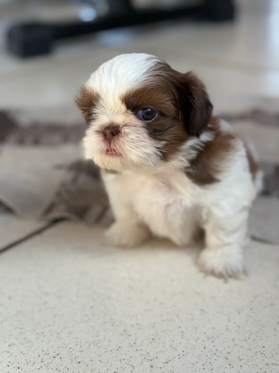 Shihtzu fêmea  - Foto 4