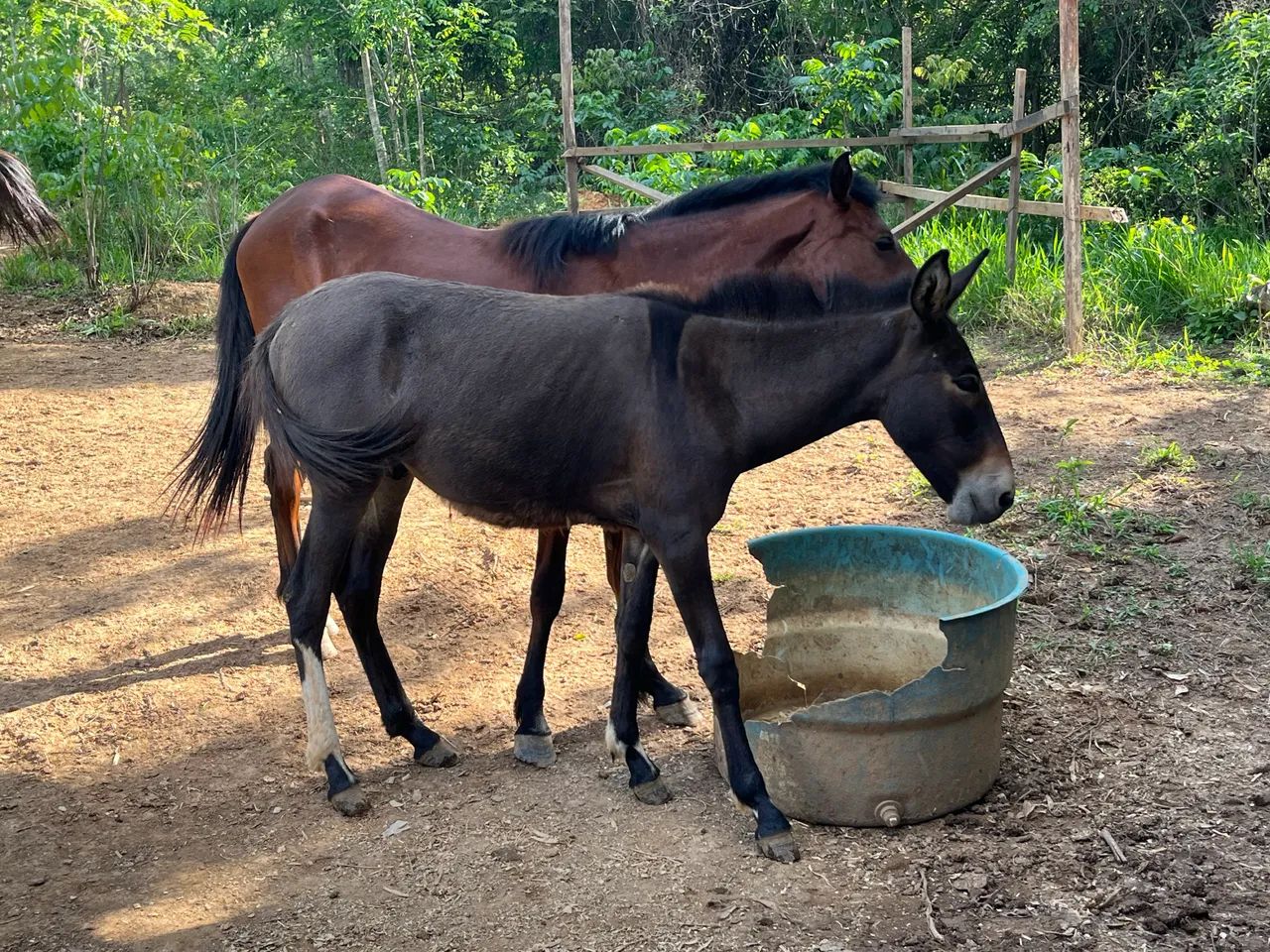 Burro calçado 