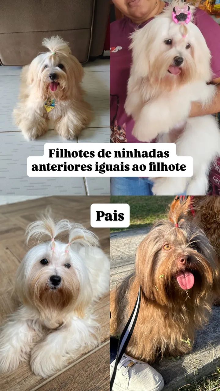Filhote macho de lhasa apso  - Foto 4