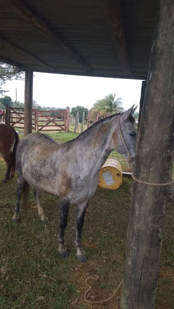 Égua  - Foto 4