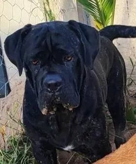 Cane corso 