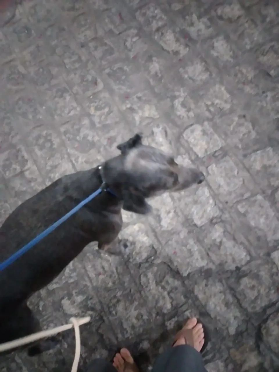 Dog Walker - Foto 3