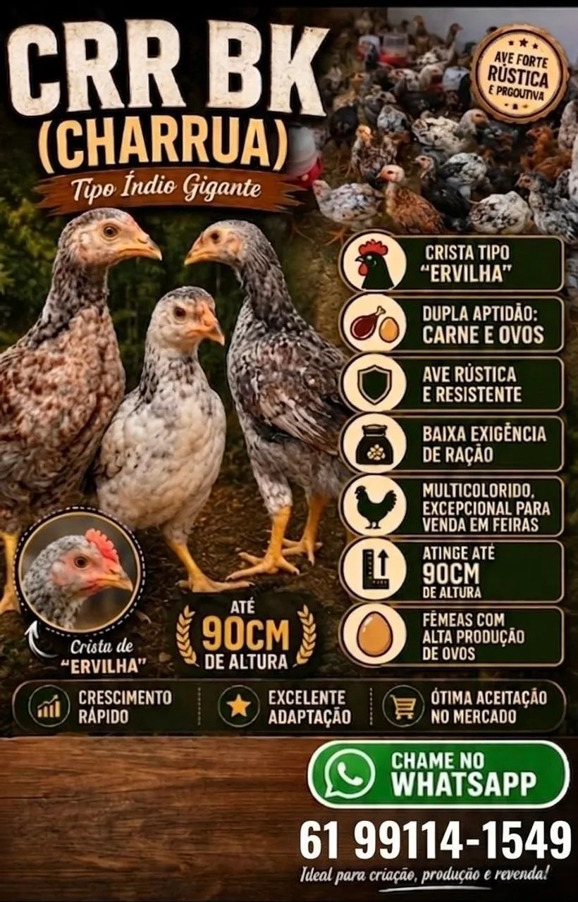 Franguinho CCR BK (Charrua) apartir de 10 unidade 
