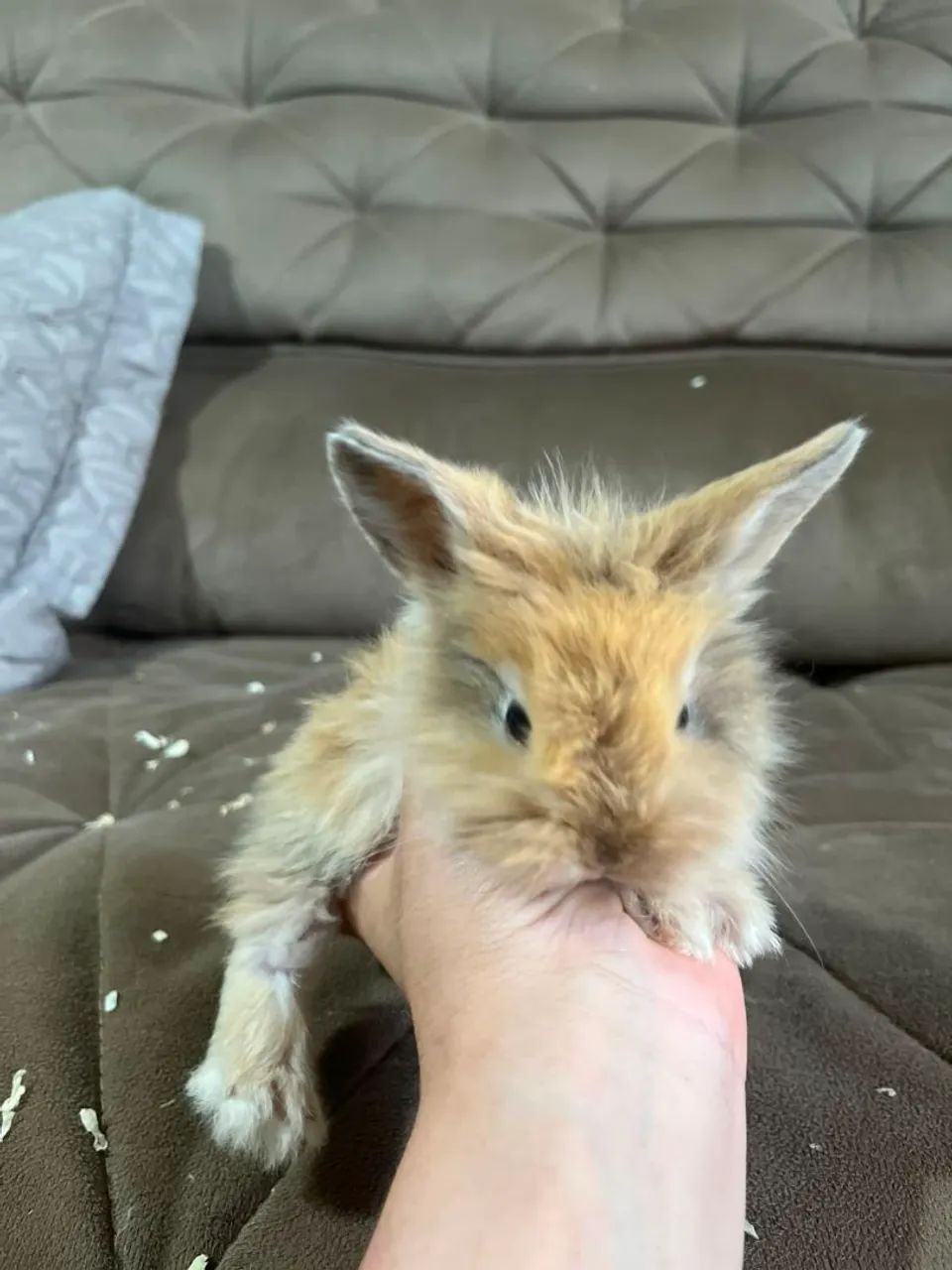 Mini coelho  - Foto 3