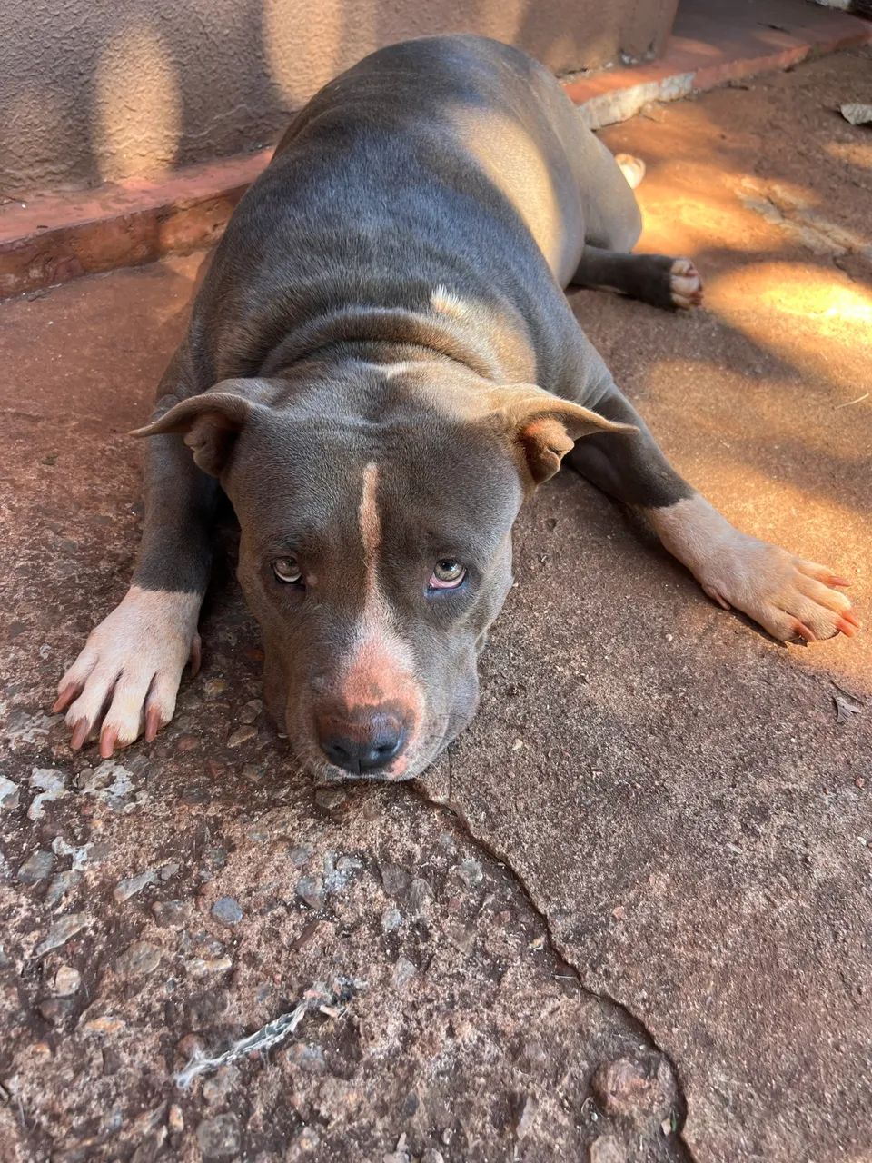Pitbull  - Foto 3