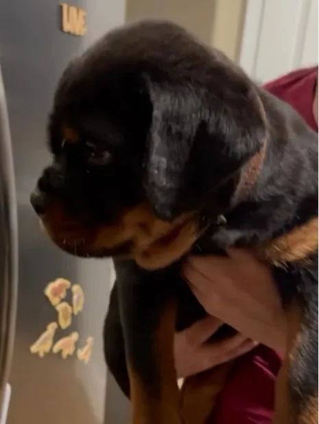 ROTTWEILER FILHOTES - Foto 5