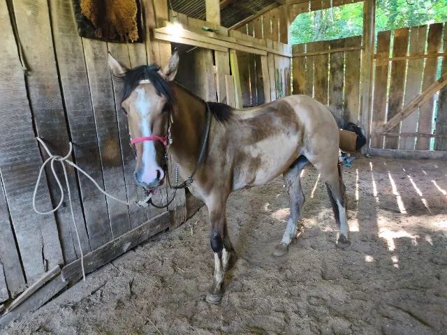 Cavalo crioulo  - Foto 5