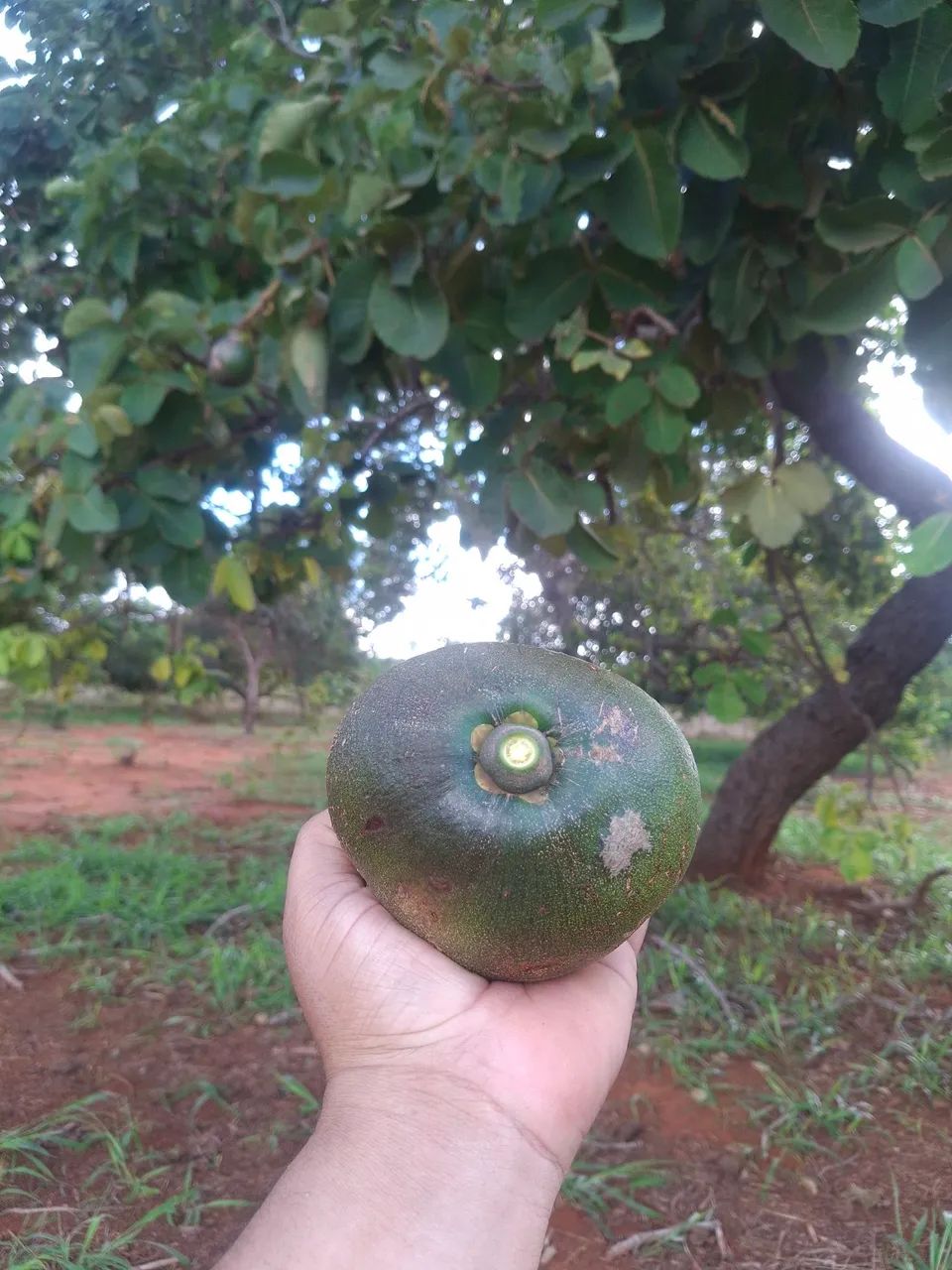 Pequi promoção  - Foto 4