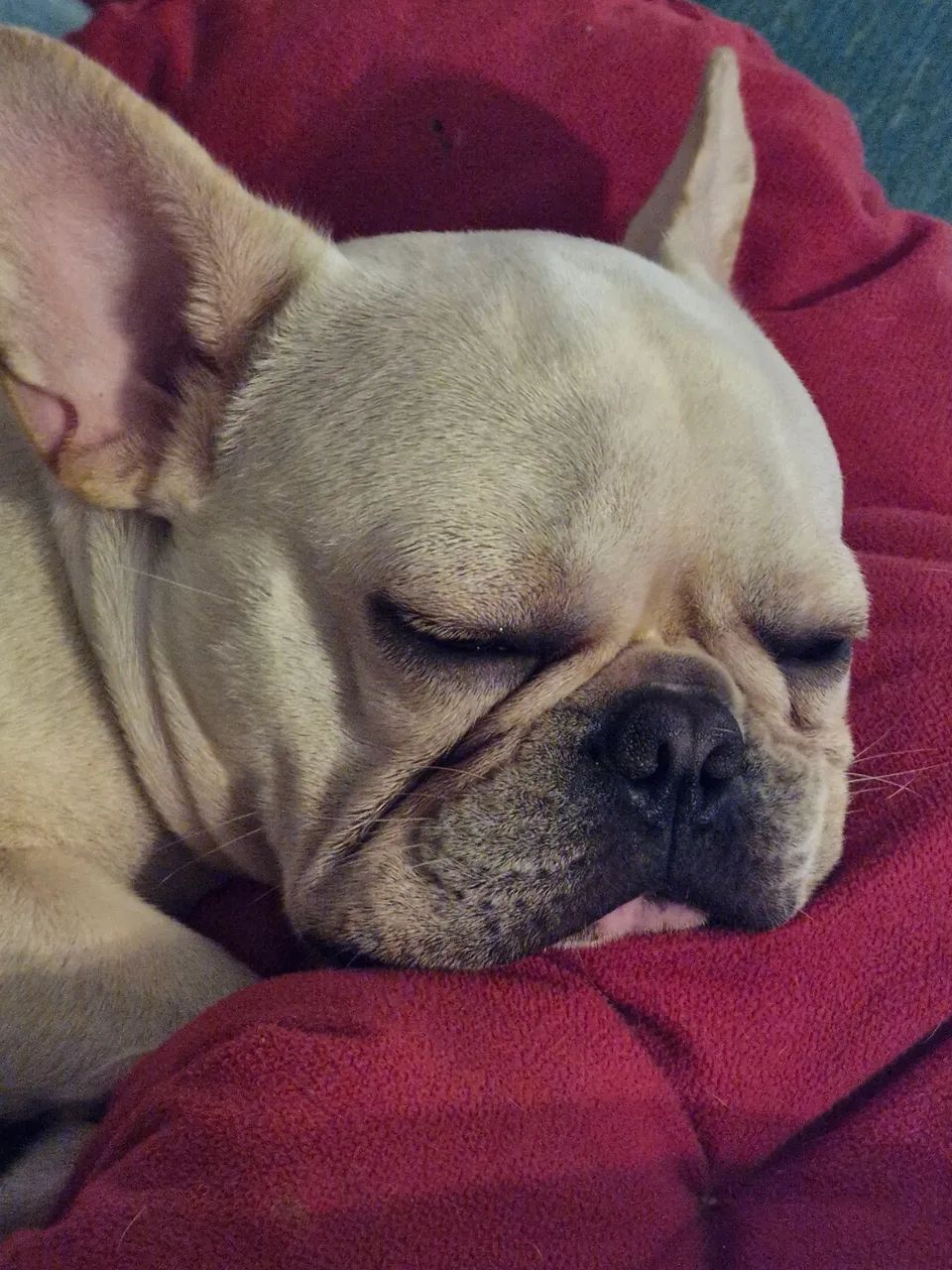 Bulldog francês 