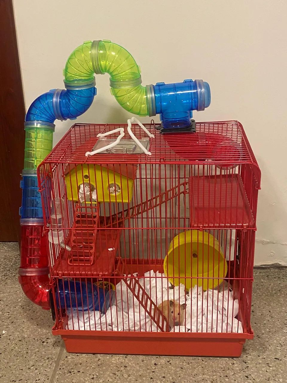 Hamster + Gaiola