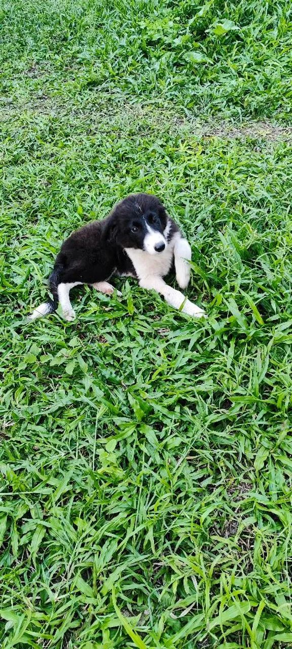 Filhotes de border collie  - Foto 2
