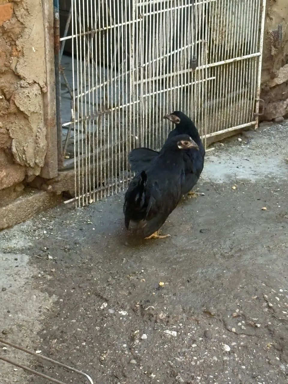 Garnizer  - Foto 2