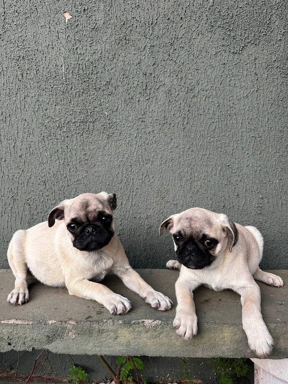 Pug machos - Foto 4
