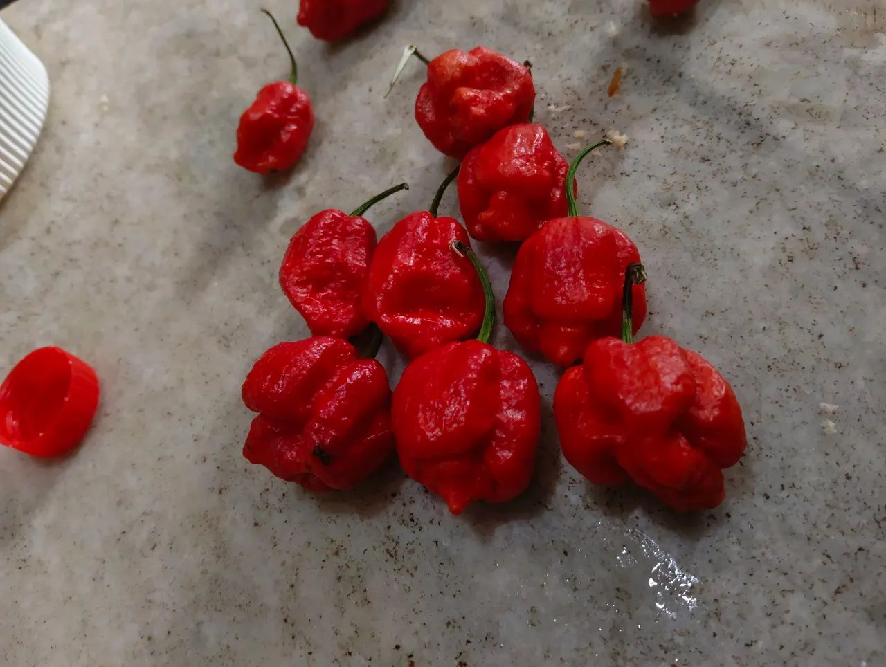 Pimenta Carolina Reaper
