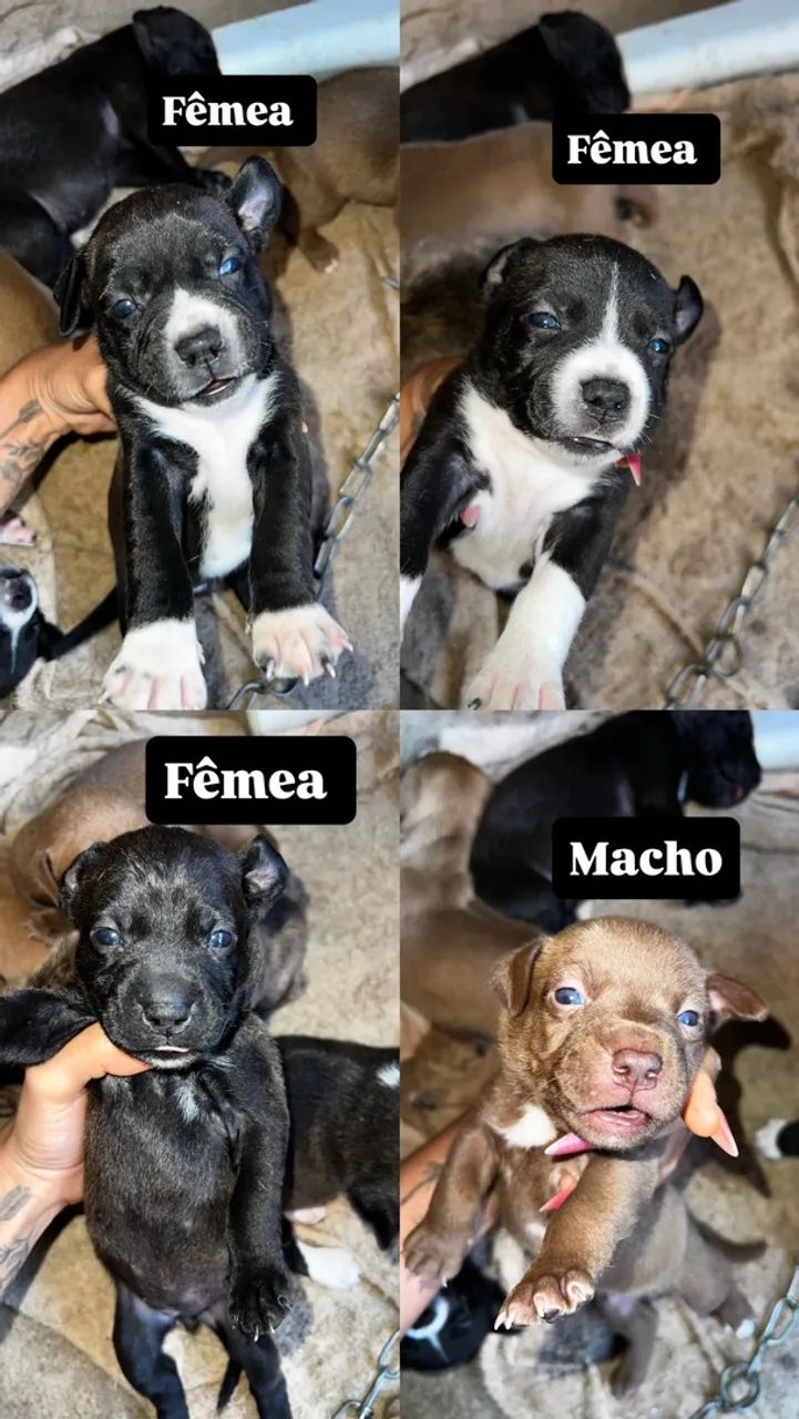 Filhotes de Pitbull 