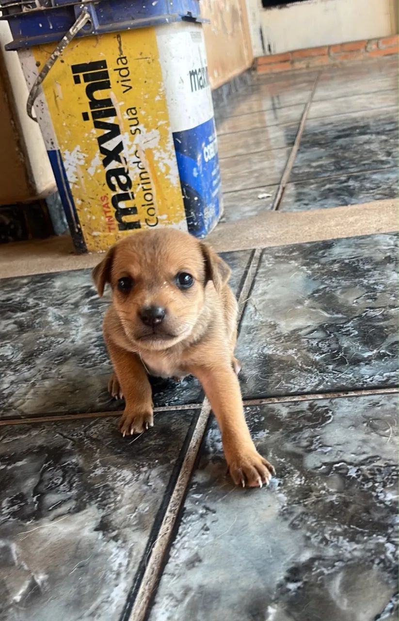 DOAÇÃO CACHORRO  - Foto 3