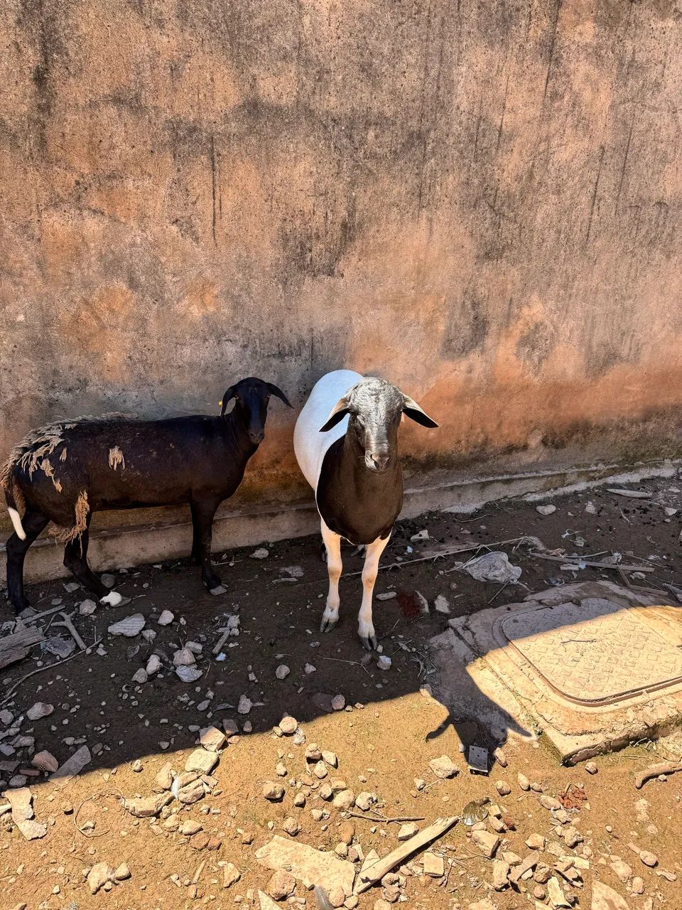 Vendo casal de ovelhas  - Foto 2