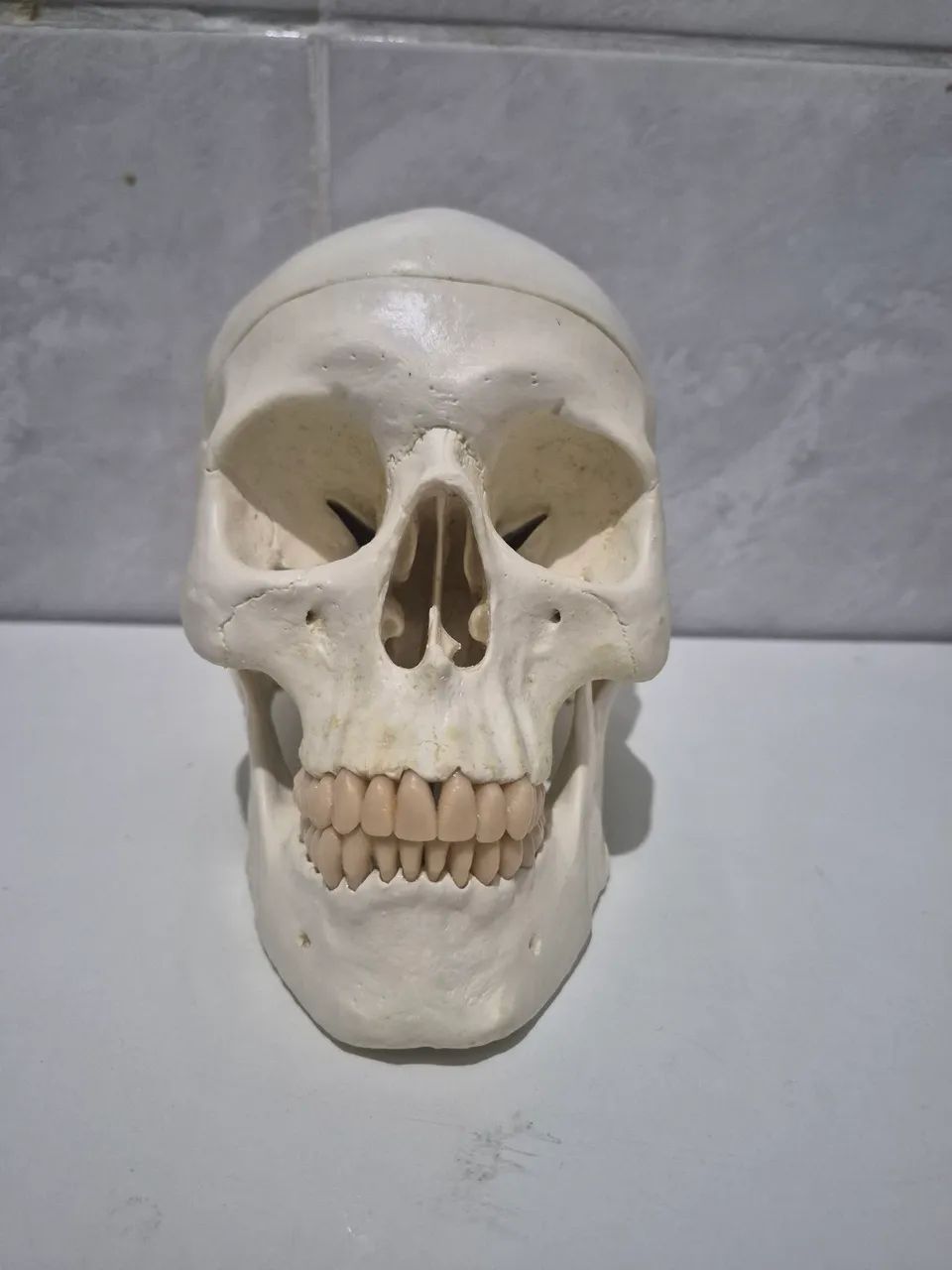 modelo anatômico em tamanho real de crânio humano com encéfalo - Foto 4