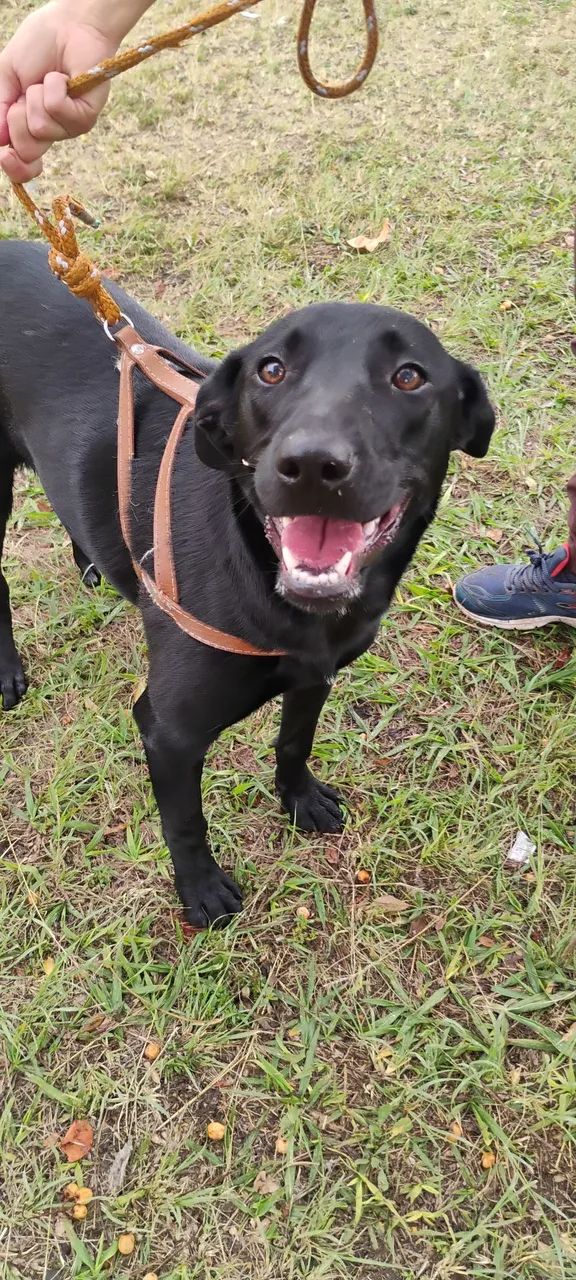 Doa-se filhotes de cachorro - Foto 4