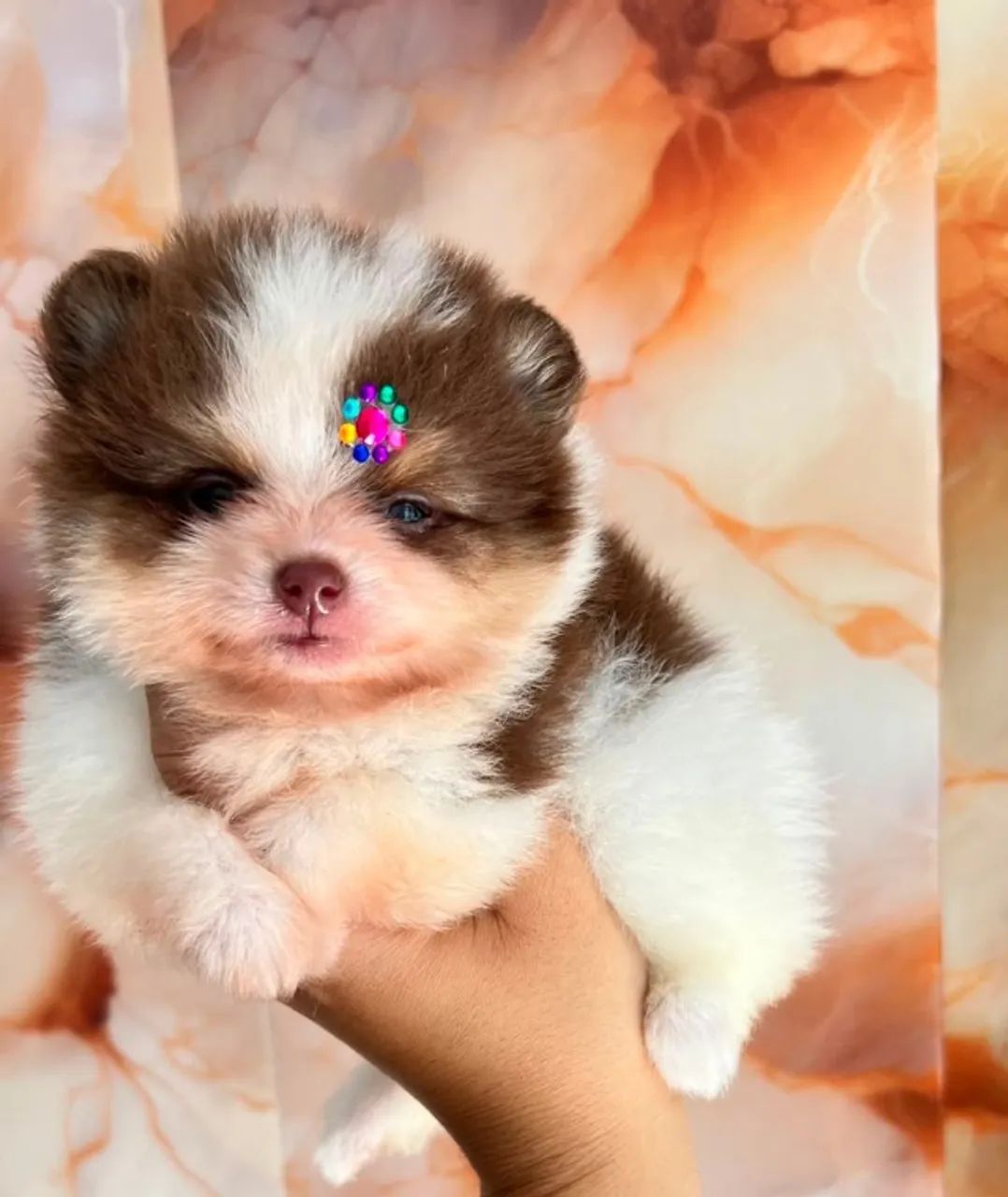 Lulu da pomerânia 