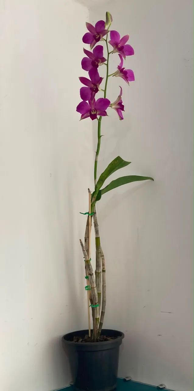 vendas de orquídeas  - Foto 4