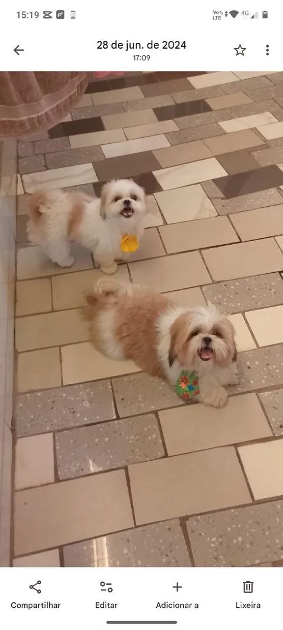 Vende.se cachorro shitus machinho com 35 dias valor 650 reais  comendo ração molhadinha ja - Foto 4