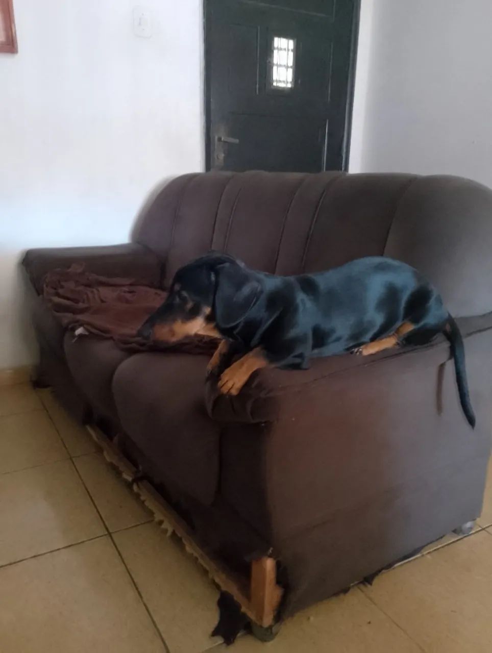 Cachorro 