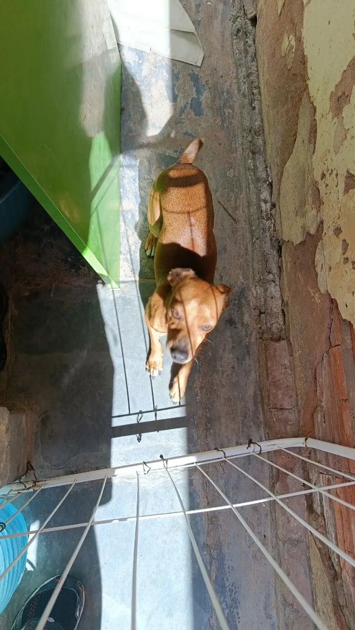 Pinscher  - Foto 2