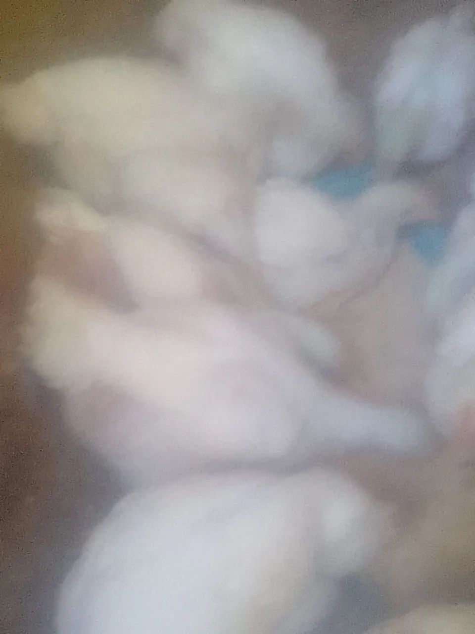 Pintinho de granja  - Foto 2