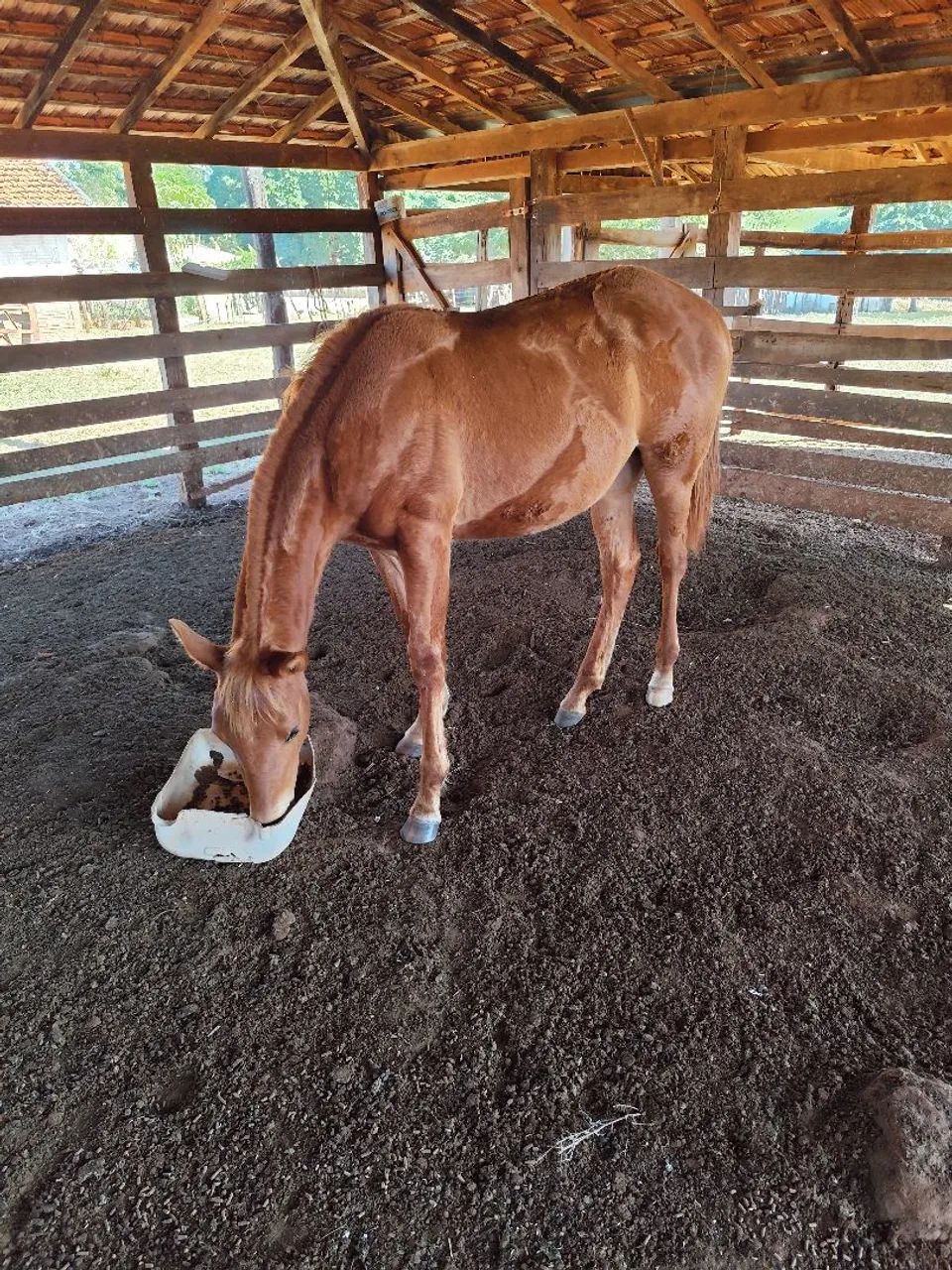 Potra Quarto de milha - Foto 2