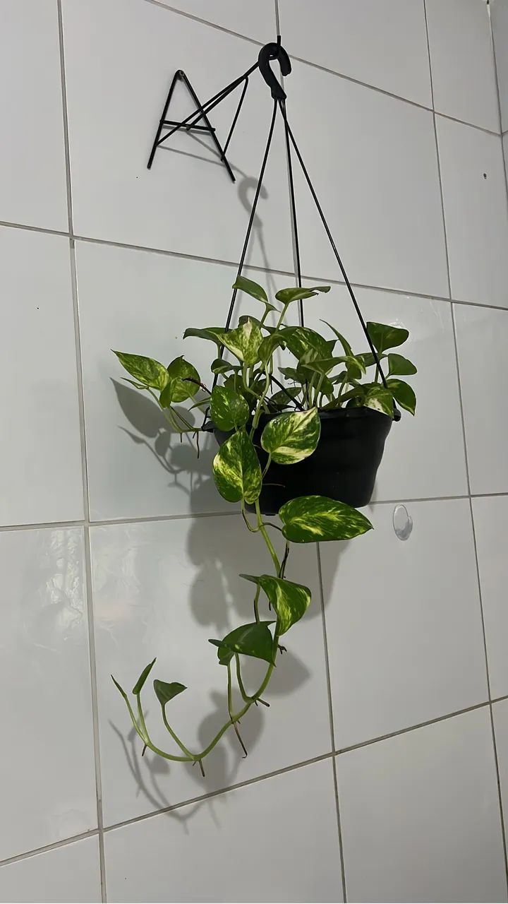 Jardim  - Foto 5