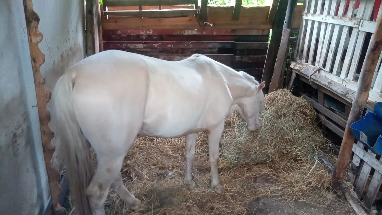 Cavalo  - Foto 4