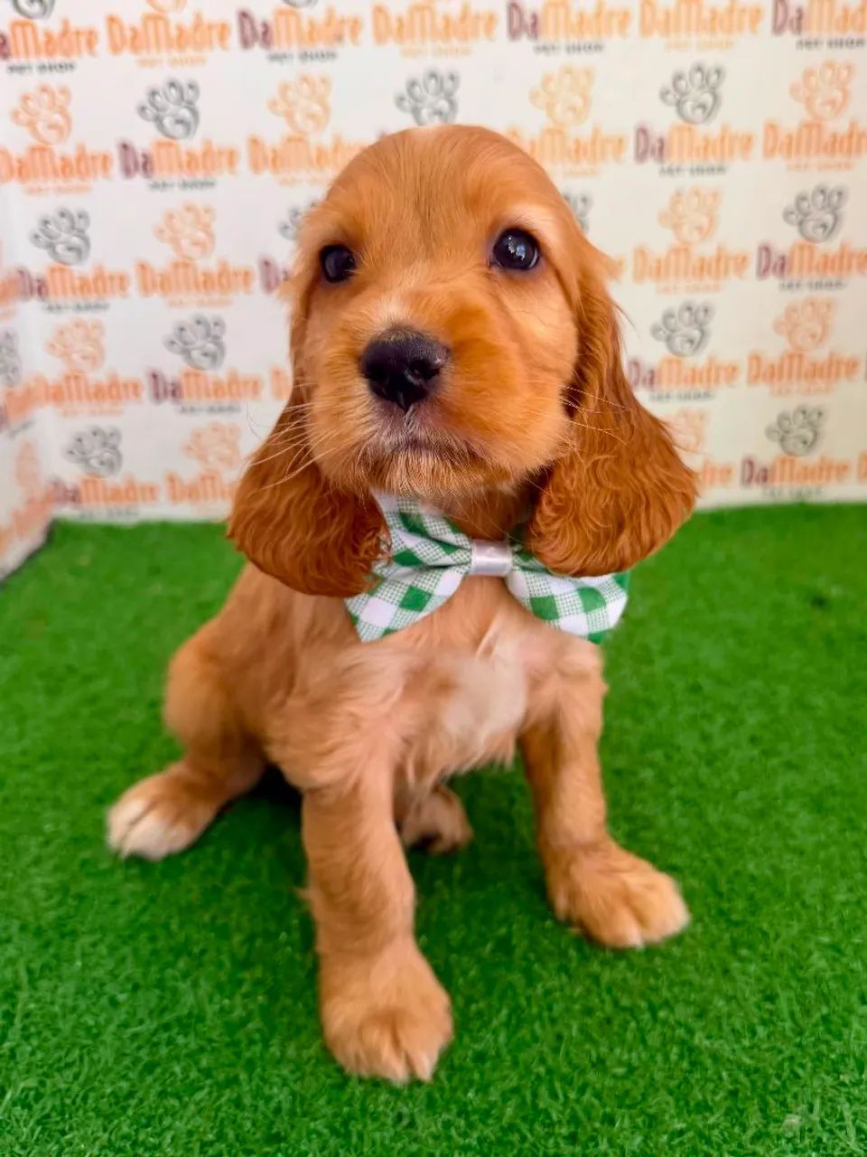 Cocker Macho 