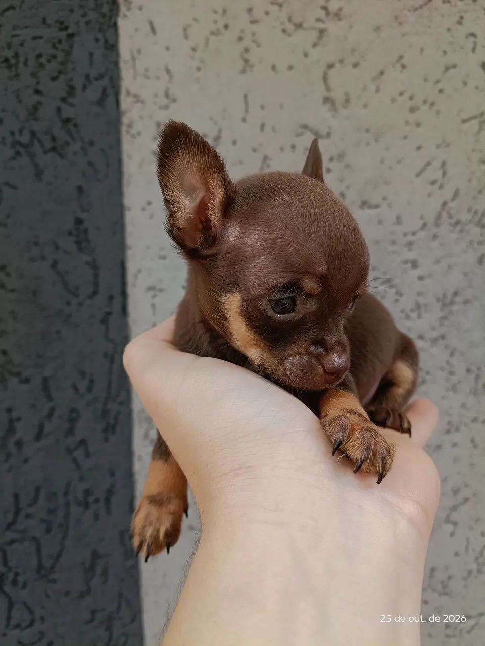 Pinscher macho chocolate - Foto 5