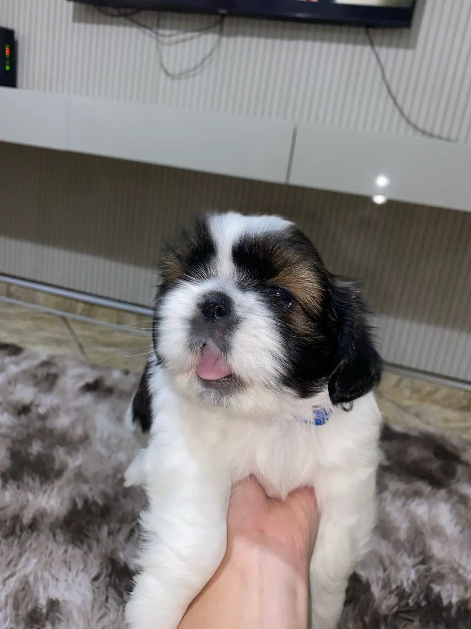 Shih Tzu